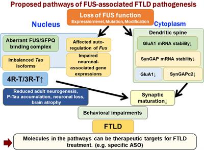 Pathogenesis of Frontotemporal Lobar Degeneration: Insights From Loss of Function Theory and Early Involvement of the Caudate Nucleus